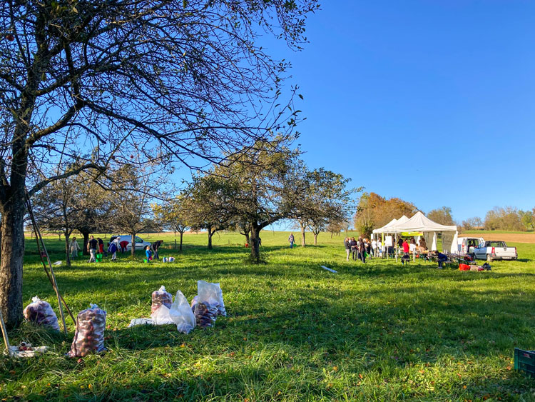 Journée valorisation de fruits non récoltés du 24 octobre 2021 à Ranspach-le-Haut