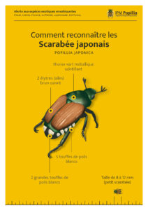 Info_PopilliaJaponica_InvasiveSpecies_FR_IPMPopillia_Page_4