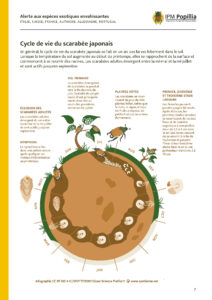 Info_PopilliaJaponica_InvasiveSpecies_FR_IPMPopillia_Page_7